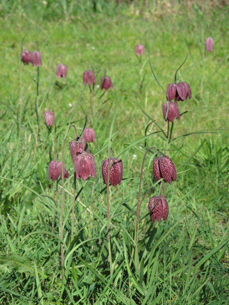Fritillaria meleagris